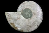 Polished Ammonite Fossil (Half) - Agatized #67900-1